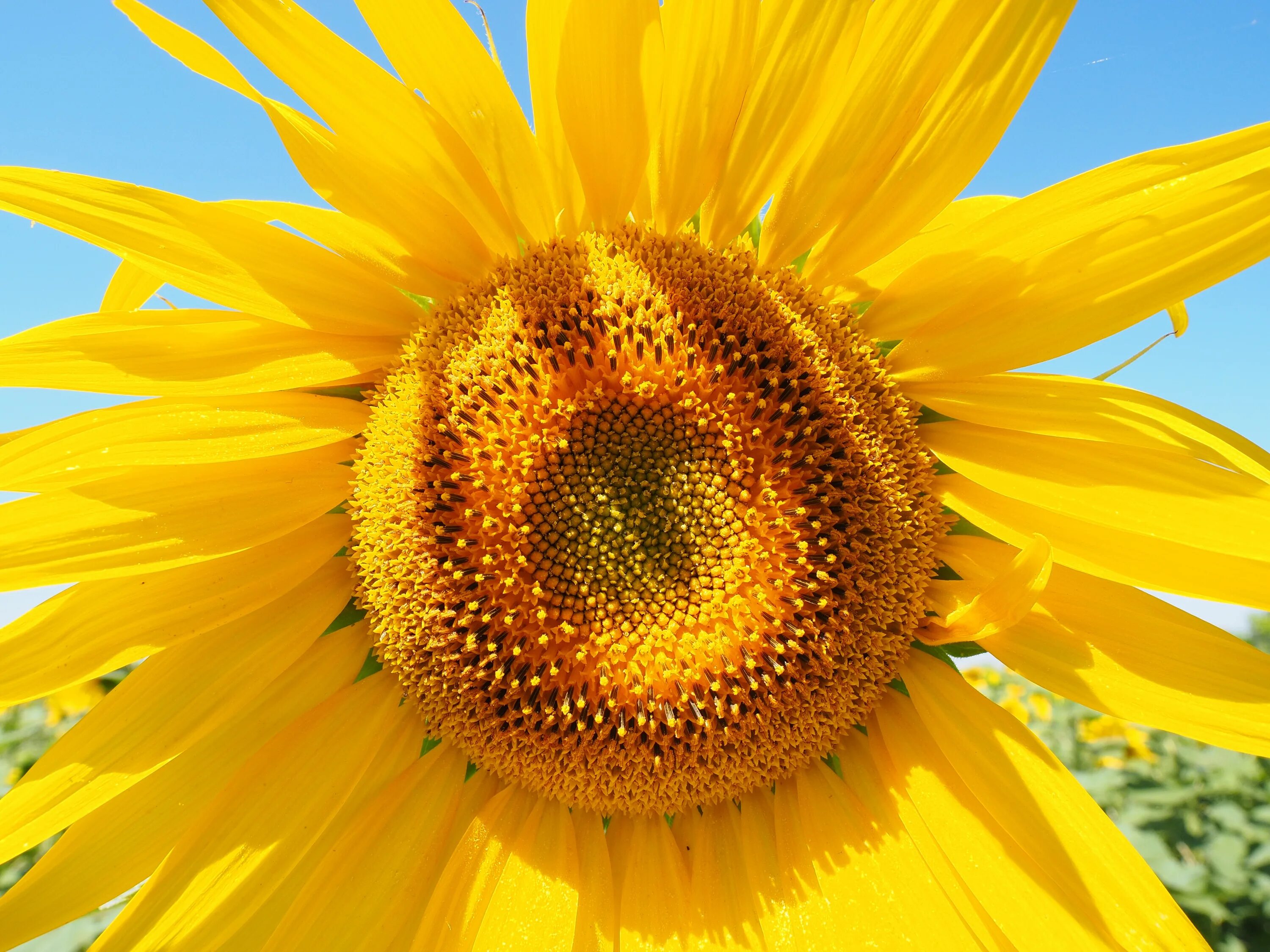 Подсолнечник соцветие. Helianthus annuus. Соцветие подсолнуха. Цветок Гелиантус желтый. Соцветие корзинка подсолнечник.