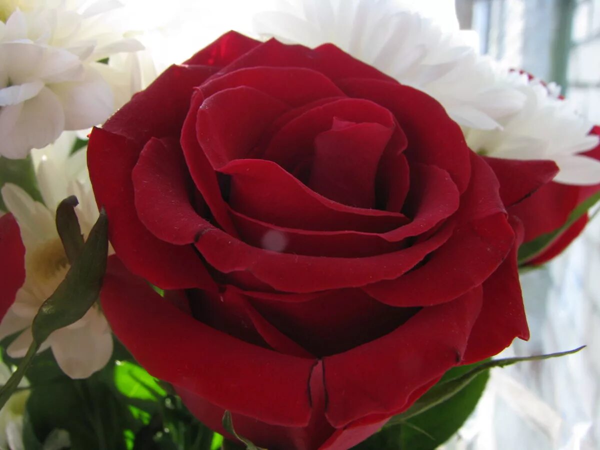 Красивые розы. Самые красивые розы. Розы для любимой. Цветы для любимой женщины.