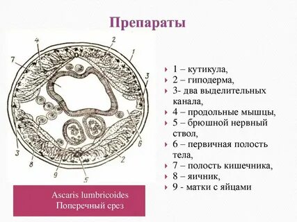 Срезы 10 класс