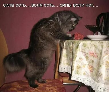 Хочу принять силу