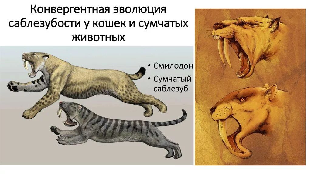 Почему в эволюции животных