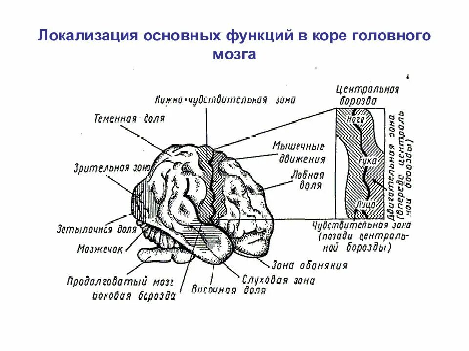 Локализация функций в коре полушарий мозга. Динамическая локализация функций в коре головного мозга. Локализация основных функций коры больших полушарий головного мозга. Зоны коры головного мозга локализация функций. Локализация психических функций в мозге