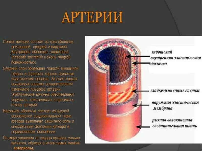 Стенки артерий образованы тканями. Оболочки стенки артерий. строение стенки артерии. стенка артерий состоит из. строение стенка артерий в сердце.