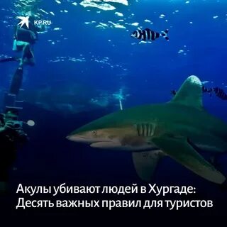 Хургада акула где