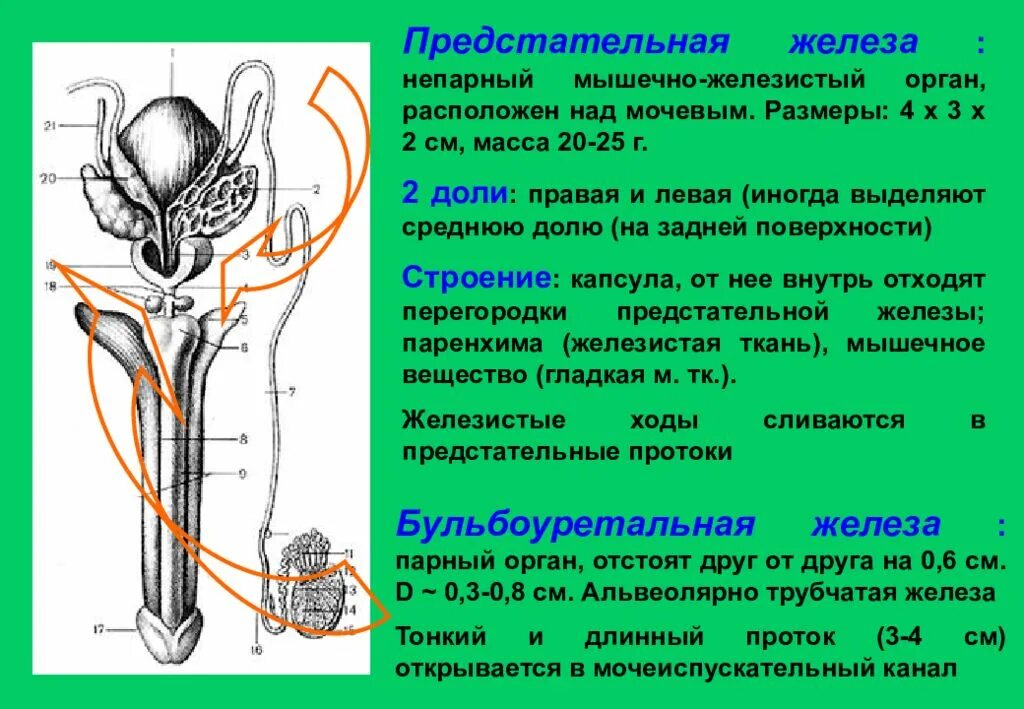 Половые органы строение функции. Наружное строение предстательной железы. Предстательная железа анатомия строение. Строение предстательной железы у мужчин.