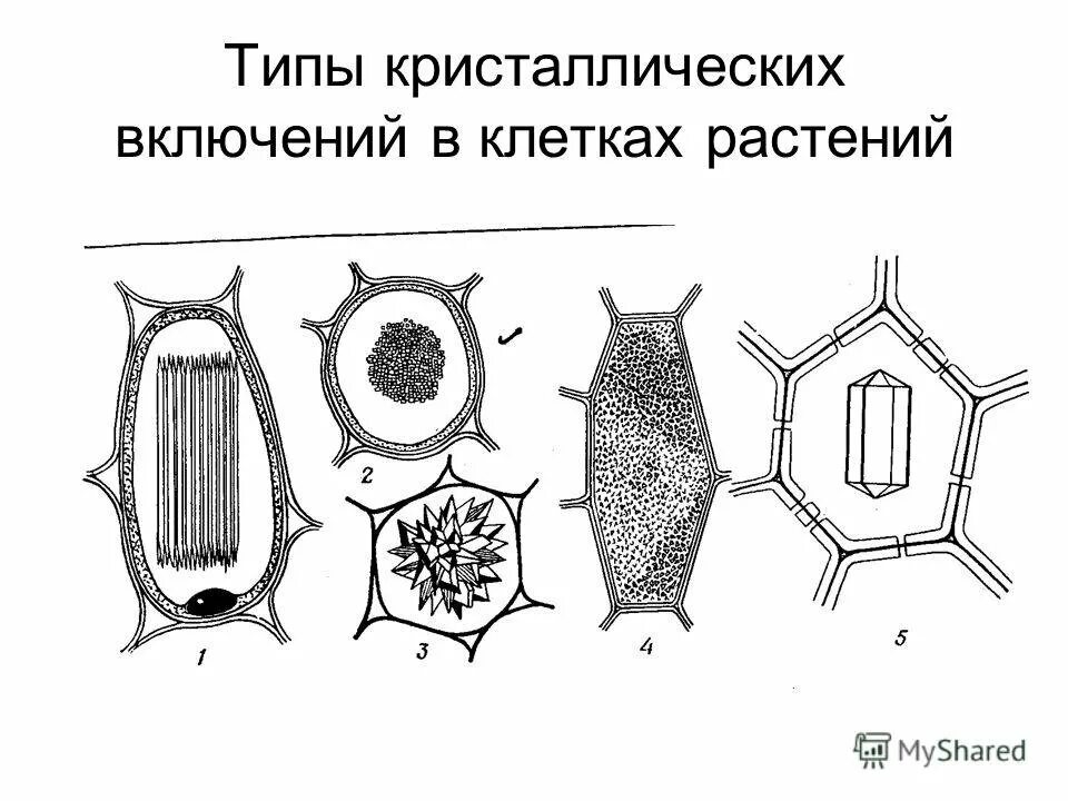 Включи клеточную