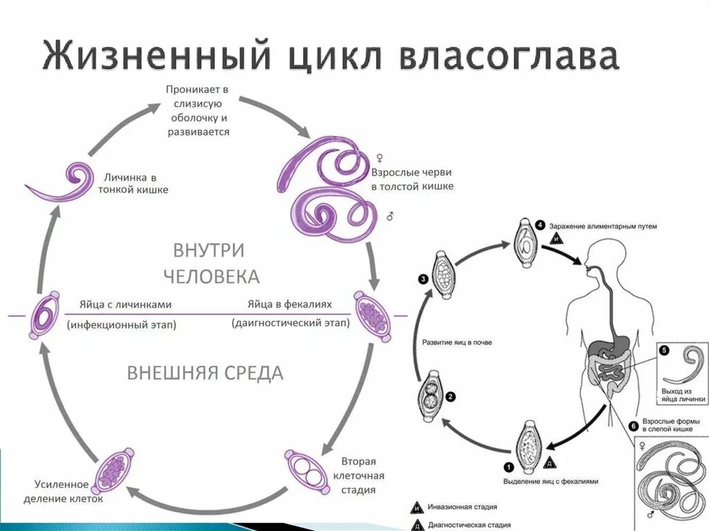 Жизненный цикл власоглава схема. Trichocephalus Trichiurus жизненный цикл. Власоглав человеческий жизненный цикл схема. Цикл развития власоглава.