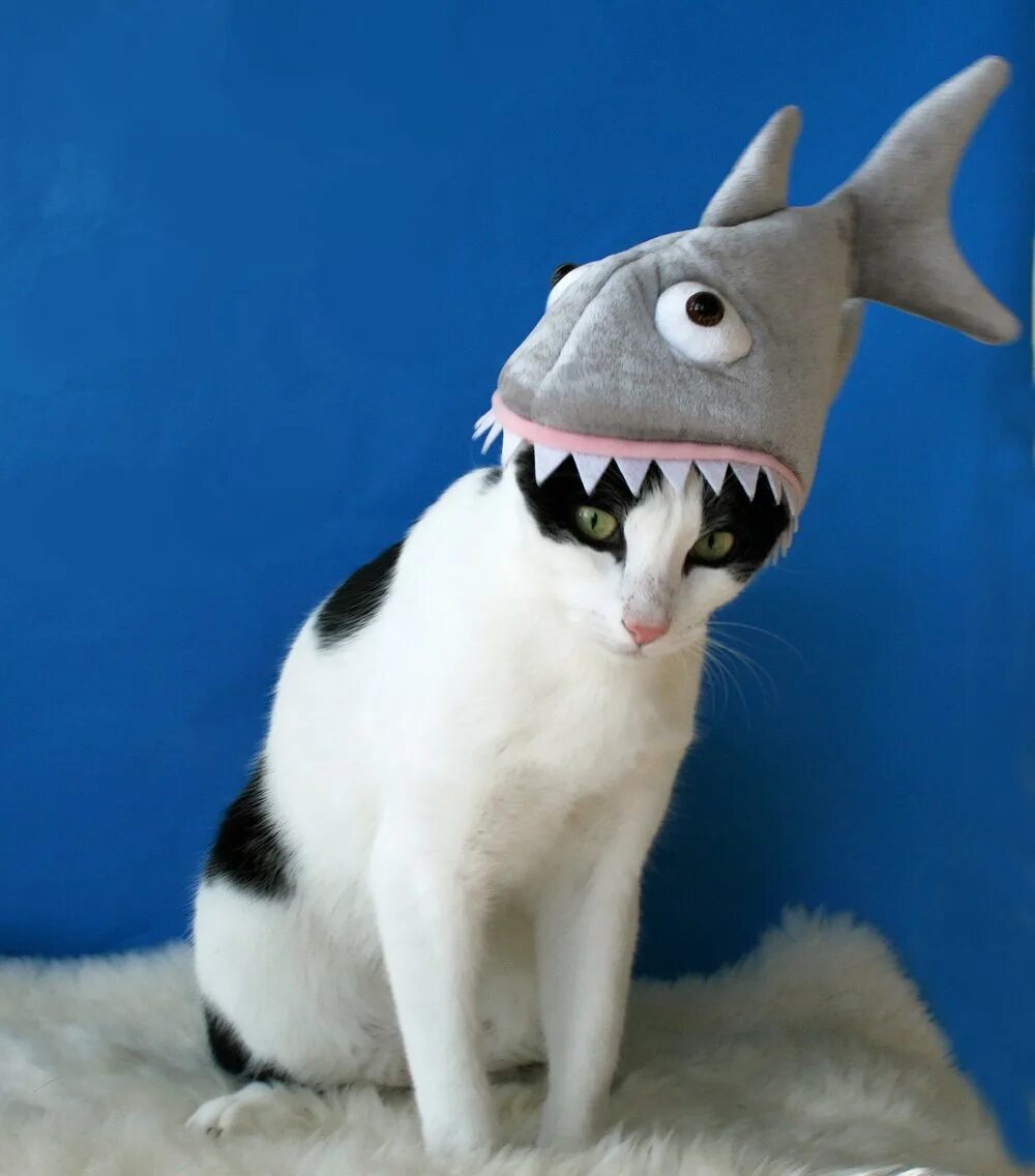 Котиков в костюме акулы. Акула кошка. котик в костюме акулы. милые котики в костюме акулы.
