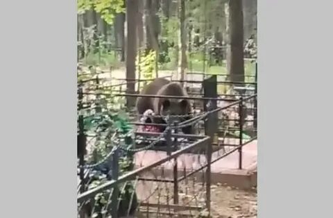 Медведь на коми пермяцком