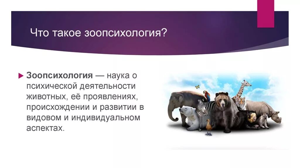 Сфера деятельности животных