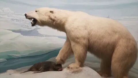 Белый медведь есть моржей