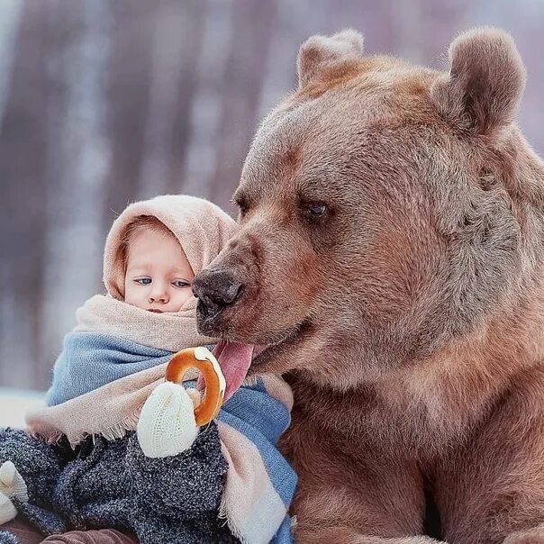 Любящий медведь фото From Russia with love: The doting father bear who can't help cuddling his cub An