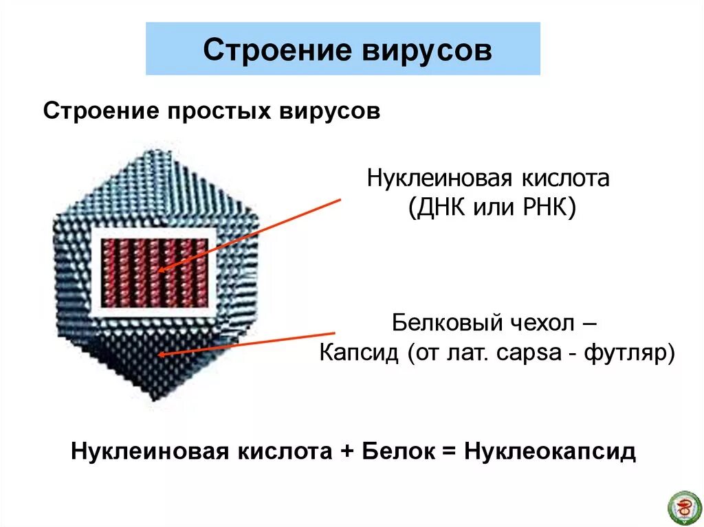 Структура вирусов. Простые и сложные вирусы.. Строение простых и сложных вирусов. Строение вируса простые и сложные вирусы. Структура простого и сложного вируса.