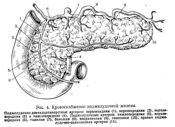 Поджелудочная железа кровоснабжается артерией. Вены поджелудочной железы анатомия. Кровоснабжение поджелудочной железы схема. Артерии которые кровоснабжают поджелудочной железы. Анатомия желудка и поджелудочной железы кровоснабжение.