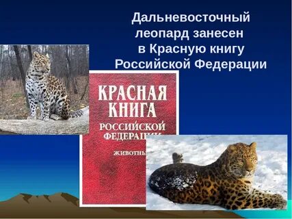 Почему леопарды в красной книге