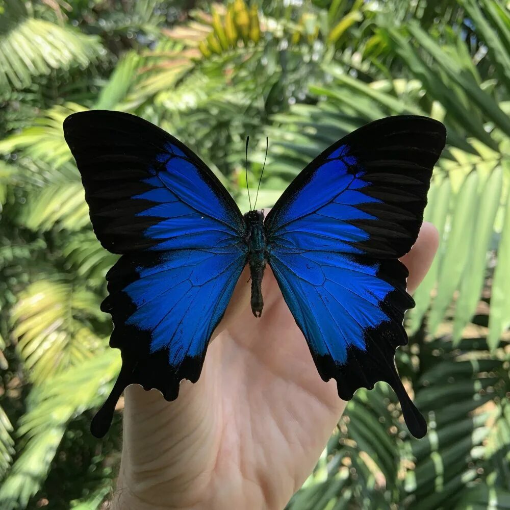 Парусник Улисс (Papilio Ulysses). Papilio Ulysses бабочка. Бабочка парусник Улисс. Бабочка Подалирий (Papilio podalirius. Включи где бабочки