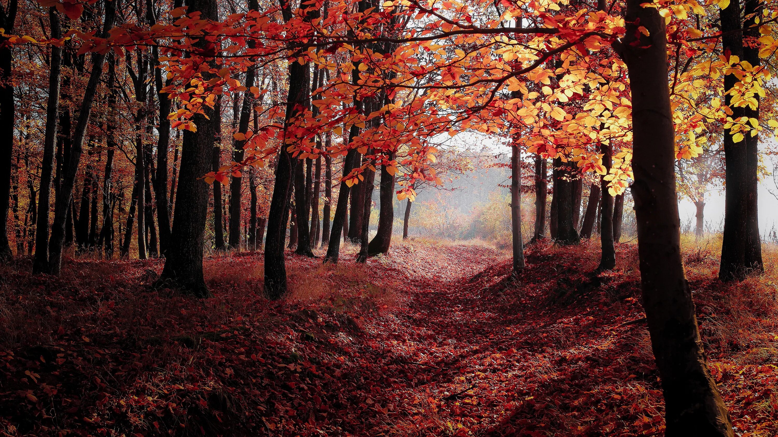 Fallen forest