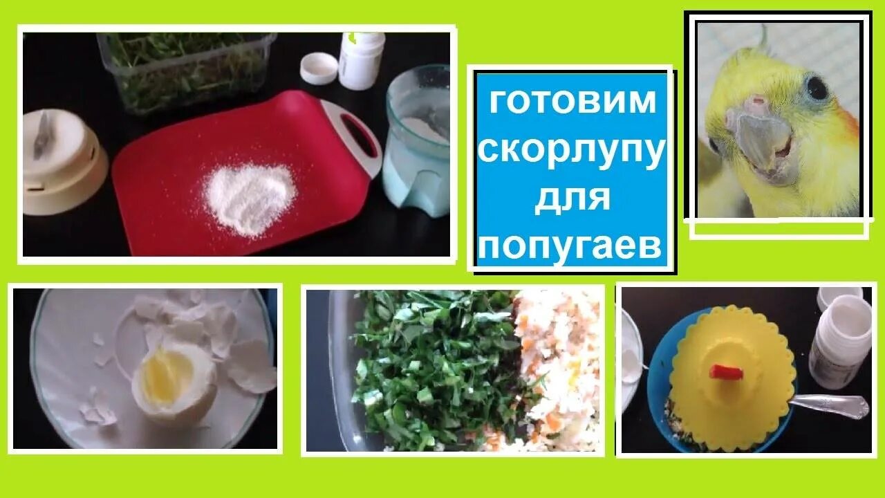 Желток попугаю можно