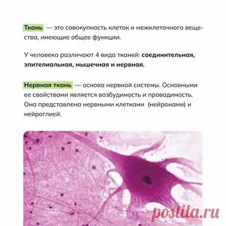 Какие ткани сложные