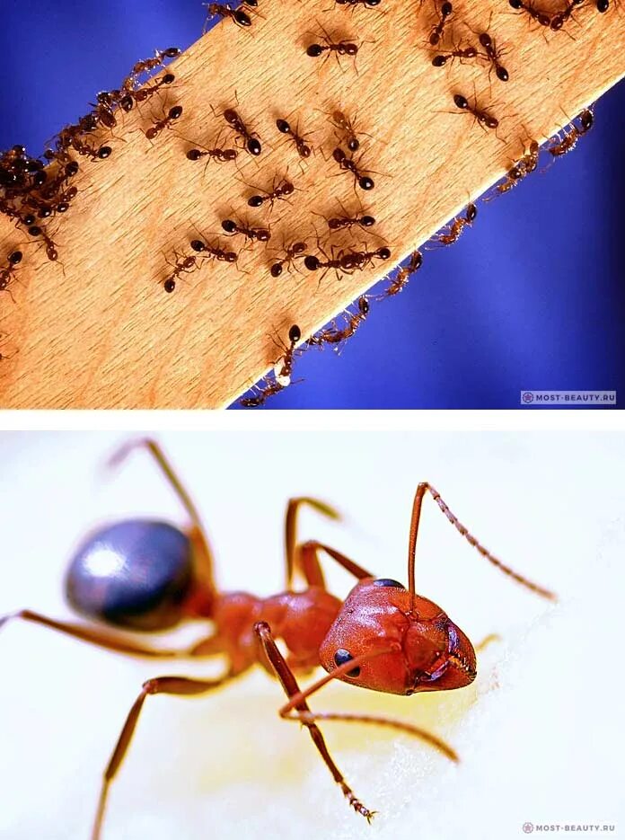 Огненные муравьи (Solenopsis Invicta). Красные муравьи.