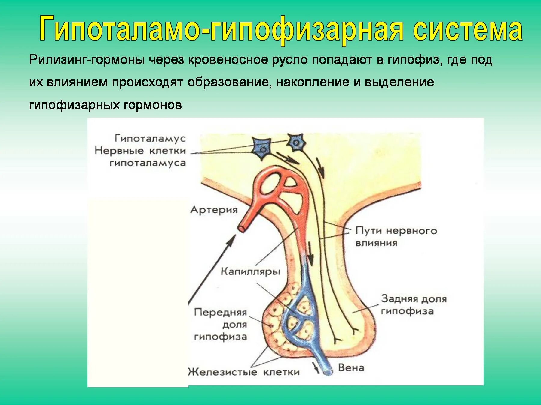 Артерии гипофиза. Гормон роста гипоталамо-гипофизарная система. Гипофиз строение и гормоны. Рилизинг гормоны гипофиза. Рилизинг гормоны тропные гормоны.