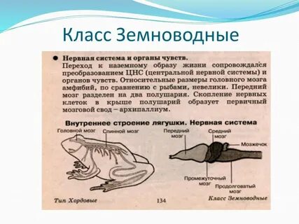 Системы органов амфибий
