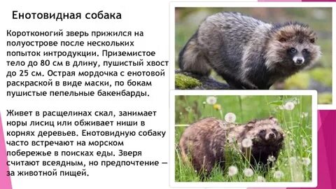 Енотовидная собака развитие с метаморфозом