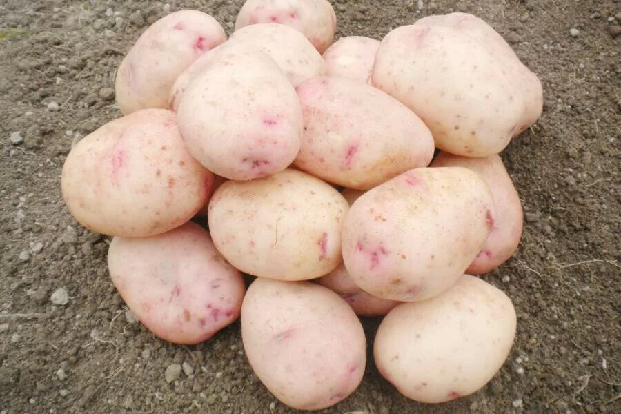 Лучший ранний картофель. Картофель сорт сесиль. сорт картофеля аврора. сорт картофеля крымская роза. сорт картофеля рейнбоу.
