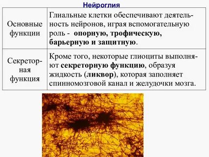 Нервная ткань таблица