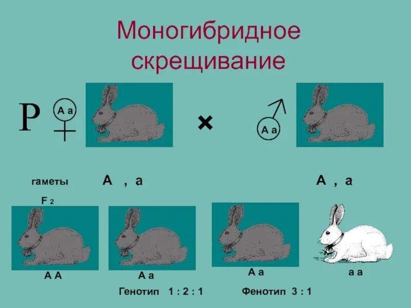 Моногибридное скрещивание. Многогибриднле скрещивание. Моногибридное скрещивание животных. Моногибридное скрещивание фото.