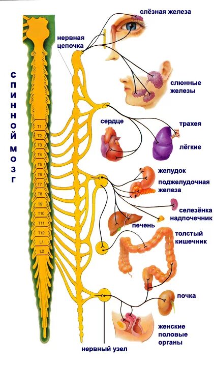 Симпатический подотдел автономного отдела нервной системы. Симпатическая вегетативная нервная система. Симпатическая НС анатомия. Симпатический отдел нервной системы. Симпатическая нервная система анатомия.