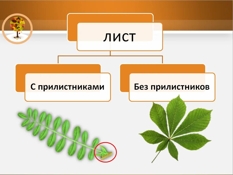 Биология 6 класс функция листьев. Листья с прилистниками. Функции прилистников. Листья с прилистниками примеры. Строение листа с прилистниками.