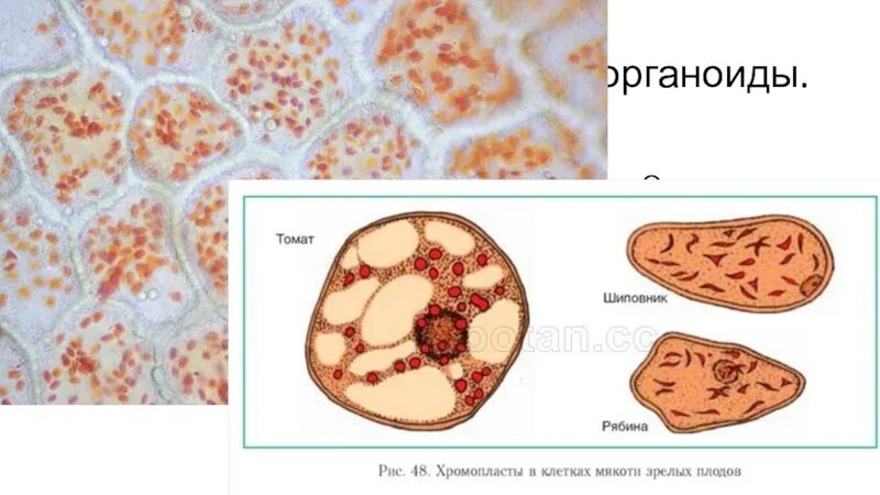 Мякоть плода рябины. Клетки мякоти томата. строение клетки мякоти томата. клетки мякоти плода помидора. клетки мякоти плодов рябины.