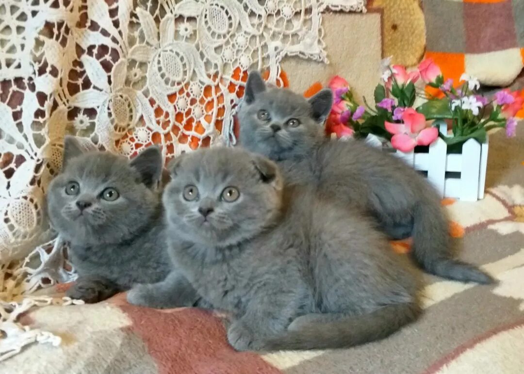 Скоттиш-фолд шотландская вислоухая котята. Голубые скоттиш страйт котята. Голубая шотландская вислоухая кошка с котятами. Шотландская вислоухая кошка голубая. Голубые шотландские котята вислоухие.