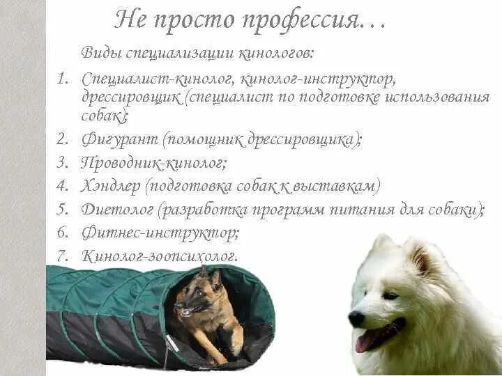 Проект на тему моя будущая профессия кинолог Презентация на тему "Профессия "Кинолог"" скачать скачать презентацию