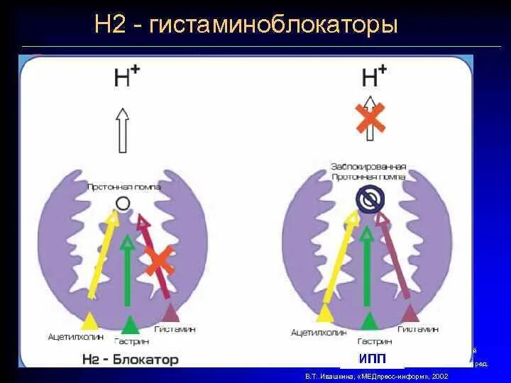 Блокаторы гистамина. Блокаторы н2 гистаминовых рецепторов механизм действия. Механизм действия н2 гистаминовых блокаторов. Блокаторы h2-гистаминовых рецепторов механизм действия. Н2 гистаминоблокаторы механизм действия.