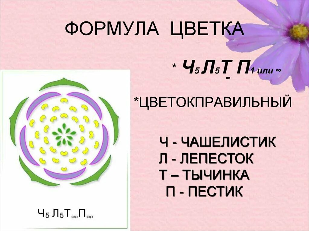 Как составить формулу цветка. Розоцветные растения формула цветка. расшифровка формулы цветка розоцветных. розоцветные формула цветка. семейство розоцветные формула цветка.