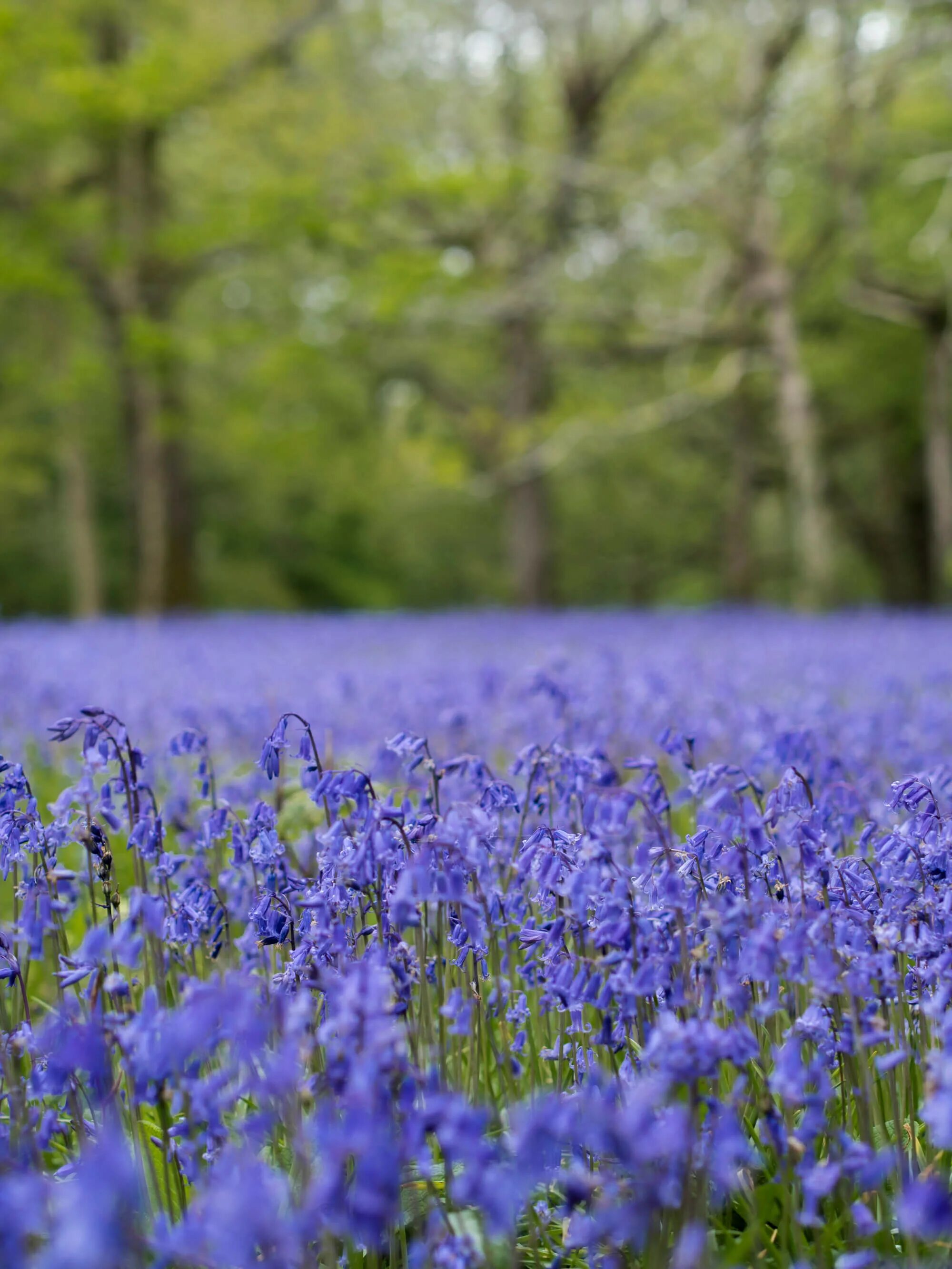 Bluebells. Bluebell цвет. Bluebell флэш. Bluebell Grozny.