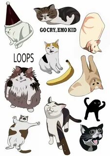 Кот пак