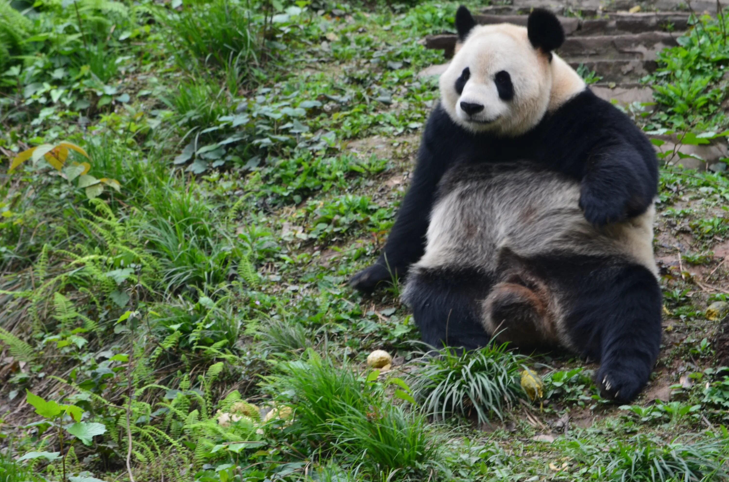 Европейская панда. Pandas ones. Маленькая пандочка. Бамбуковая панда. Pandas ones.