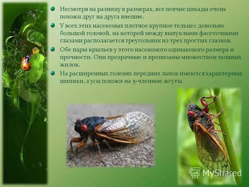 Отряд равнокрылые цикады. К какому отряду относится цикада равнокрылые. Отряд равнокрылые представители. К какому отряду относится цикада равнокрылые. Отряд равнокрылые тля.