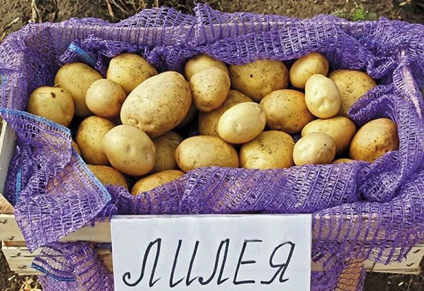 Ранние сорта картофеля в беларуси. Картофель сорт Лилея белорусская. Сорт картофеля Бернина. Сорт картофеля Латона. Сорт картофеля Лилея.