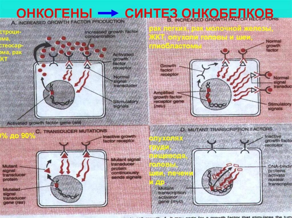 Понятие о протоонкогенах, онкогенах и антионкогенах. Онкогены. Ген продукт которого может стимулировать образование. Онкогены. Протоонкогены и онкогены.