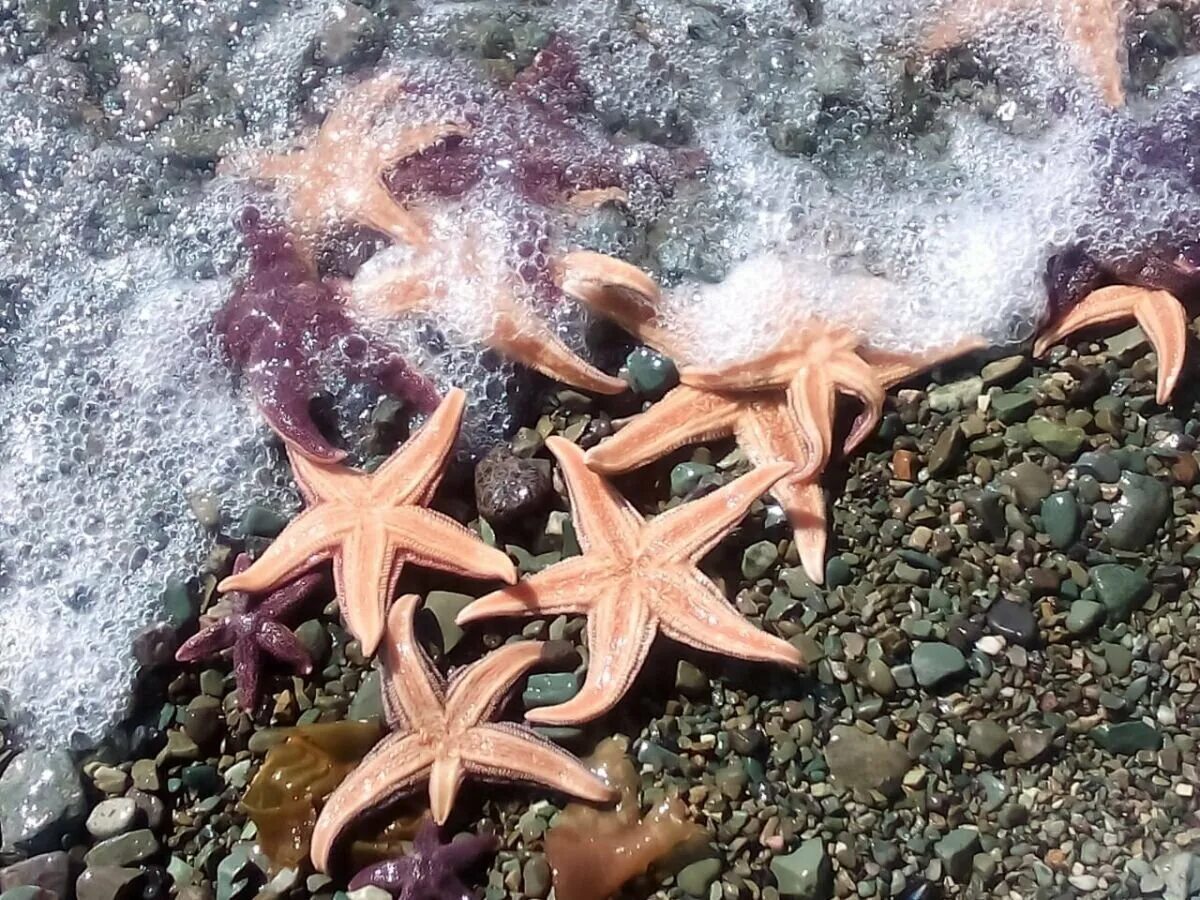 звезда сахалина. морская звезда буссе сахалин. остров монерон морские звезды. патирия гребешковая патирия гребешковая –. звезда сахалина.