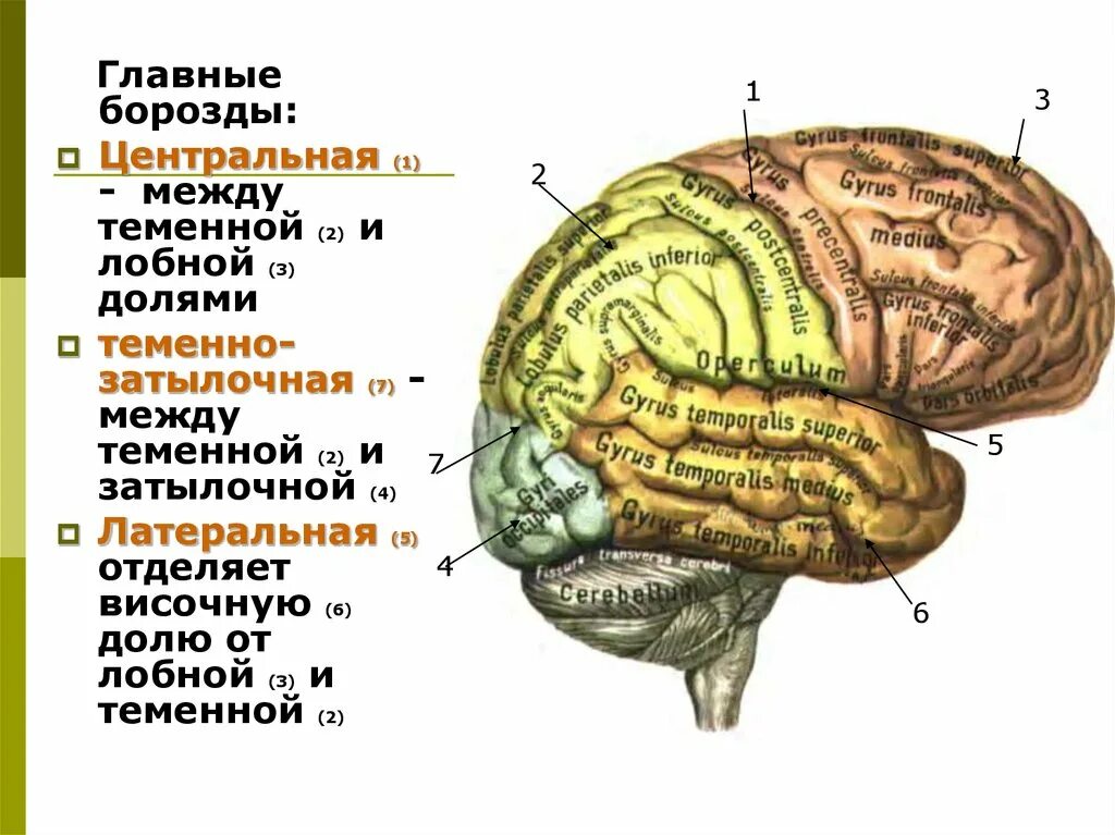 Центры в теменной доле. Борозда между лобной и теменной долей. Теменная и височная доли.