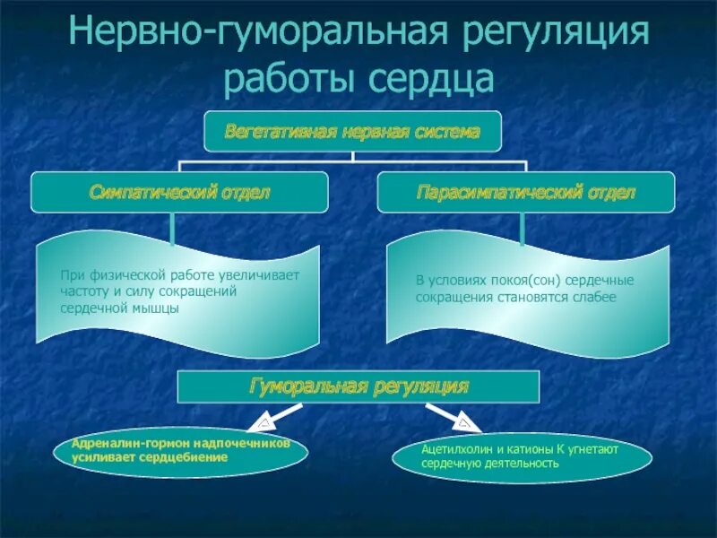 Гуморальная регуляция работы сердца человека. Нервная и гуморальная регуляция сердца. Нервная и гуморальная регуляция работы сердца. Нервная регуляция работы сердца. Нервно-гуморальная регуляция работы сердца.