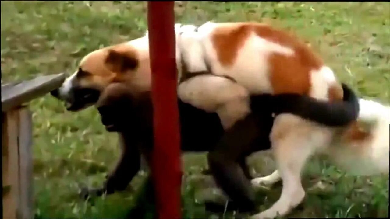 Как Заняться Сексом С Псом
