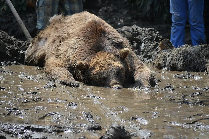 истощенный белый медведь. умирающий медведь. истощенный белый медведь. умирающий медведь. медведь в республике алтай.