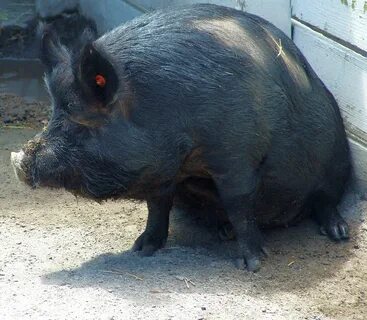 Black pig