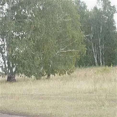 Группа роща